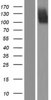 FGFR2 (NM_000141) Human Over-expression Lysate