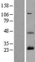 CD3E (NM_000733) Human Over-expression Lysate