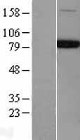 NSF (NM_006178) Human Over-expression Lysate