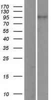 PIWIL1 (NM_004764) Human Over-expression Lysate