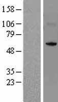 NSUN5 (NM_148956) Human Over-expression Lysate