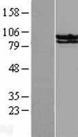 STAT6 (NM_003153) Human Over-expression Lysate