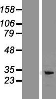 PD-L1 (CD274) (NM_014143) Human Over-expression Lysate