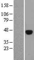 Oct4 (POU5F1) (NM_002701) Human Over-expression Lysate