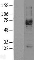 PODXL (NM_005397) Human Over-expression Lysate