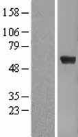 Pea3 (ETV4) (NM_001986) Human Over-expression Lysate