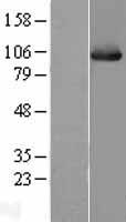 Hsp105 (HSPH1) (NM_006644) Human Over-expression Lysate