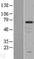 Chromogranin A (CHGA) (NM_001275) Human Over-expression Lysate