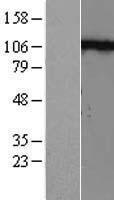 N Cadherin (CDH2) (NM_001792) Human Over-expression Lysate