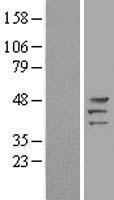 Protein Kinase A regulatory subunit I alpha (PRKAR1A) (NM_212472) Human Over-expression Lysate