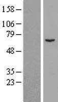 KRT6A (NM_005554) Human Over-expression Lysate