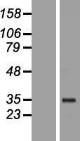 Oct4 (POU5F1) (NM_203289) Human Over-expression Lysate