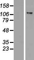 ZNF217 (NM_006526) Human Over-expression Lysate