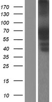 PTPN5 (NM_001039970) Human Over-expression Lysate