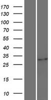 UPK3BL1 (NM_001114403) Human Over-expression Lysate