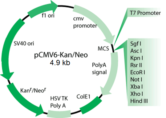 PCMV6-Kan/Neo Mammalian Expression Vector