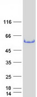 TRK fused gene (TFG) (NM_001007565) Human Recombinant Protein