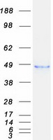 TACD2 (TACSTD2) (NM_002353) Human Recombinant Protein