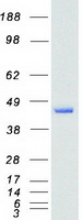 Nuclear Factor Erythroid Derived 2 (NFE2) (NM_006163) Human Recombinant Protein