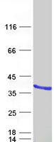 Retinal protein 4 (UNC119) (NM_005148) Human Recombinant Protein