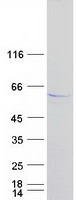 Lipoprotein lipase (LPL) (NM_000237) Human Recombinant Protein