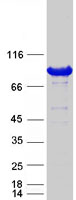 OSBP1 (OSBP) (NM_002556) Human Recombinant Protein