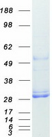 Methionine Sulfoxide Reductase A (MSRA) (NM_012331) Human Recombinant Protein