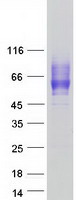 CD200R (CD200R1) (NM_138806) Human Recombinant Protein