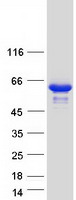 Retinoid X Receptor alpha (RXRA) (NM_002957) Human Recombinant Protein