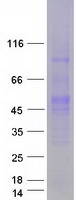 Oct4 (POU5F1) (NM_002701) Human Recombinant Protein