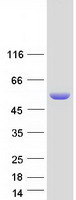 Retinal S antigen (SAG) (NM_000541) Human Recombinant Protein