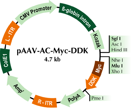 pAAV-AC-Myc-DDK AAV Gene Expression Vector