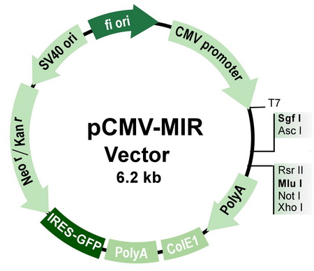 PCMVMIR MicroRNA Expression Vector