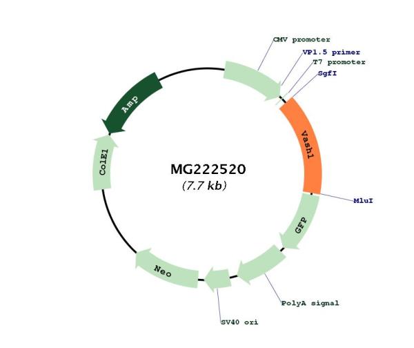 Vash1 (NM_177354) Mouse Tagged ORF Clone