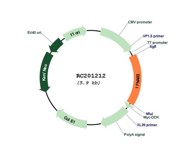 IFNAR2 (NM_207584) Human Tagged ORF Clone