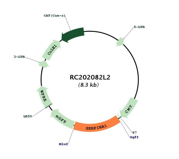 alpha 1 Antitrypsin (SERPINA1) (NM_000295) Human Tagged Lenti ORF Clone