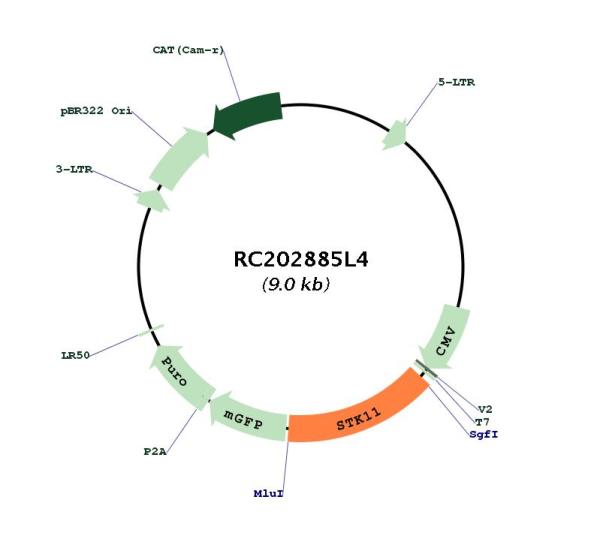 LKB1 (STK11) (NM_000455) Human Tagged Lenti ORF Clone