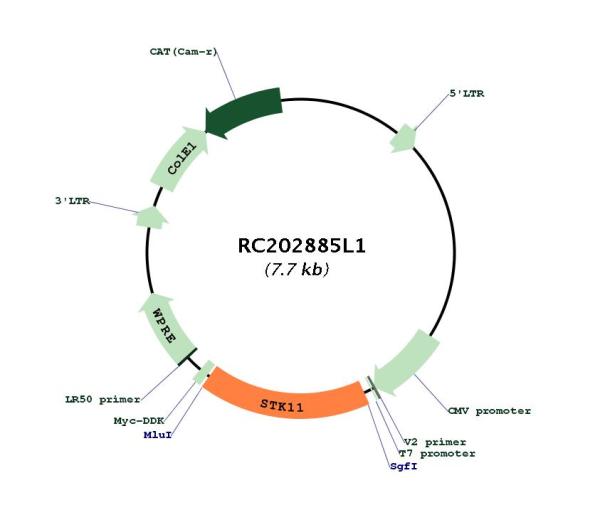 LKB1 (STK11) (NM_000455) Human Tagged Lenti ORF Clone