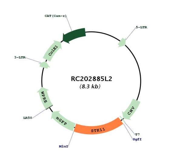 LKB1 (STK11) (NM_000455) Human Tagged Lenti ORF Clone