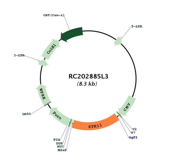 LKB1 (STK11) (NM_000455) Human Tagged Lenti ORF Clone