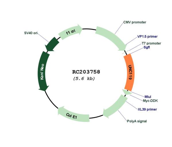 Retinal protein 4 (UNC119) (NM_005148) Human Tagged ORF Clone