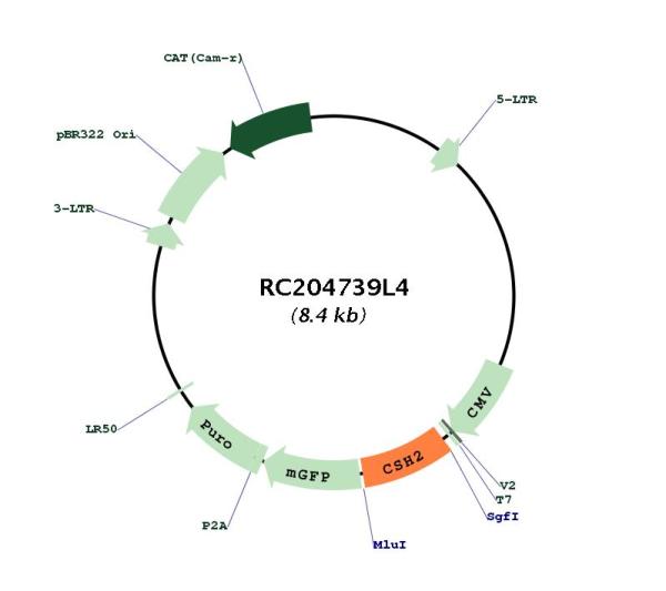 Placental lactogen (CSH2) (NM_020991) Human Tagged Lenti ORF Clone