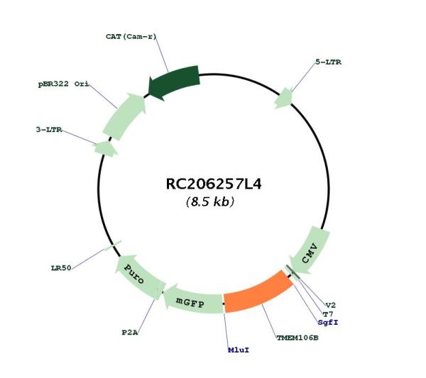 TMEM106B (NM_018374) Human Tagged Lenti ORF Clone