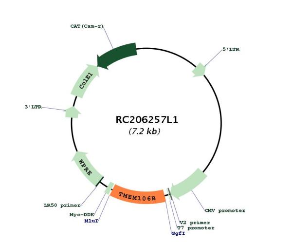 TMEM106B (NM_018374) Human Tagged Lenti ORF Clone