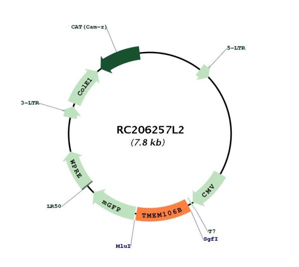 TMEM106B (NM_018374) Human Tagged Lenti ORF Clone