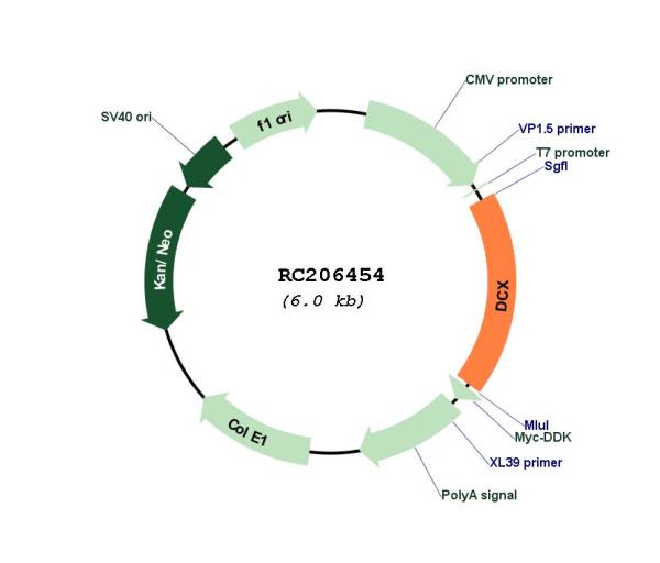 Doublecortin (DCX) (NM_178153) Human Tagged ORF Clone