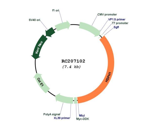 Hsp105 (HSPH1) (NM_006644) Human Tagged ORF Clone