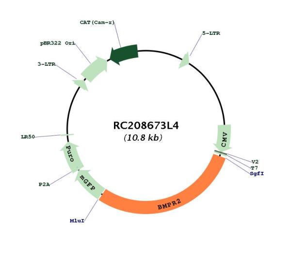 BMPR2 (NM_001204) Human Tagged Lenti ORF Clone