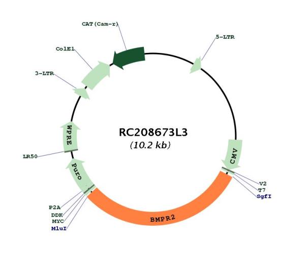 BMPR2 (NM_001204) Human Tagged Lenti ORF Clone