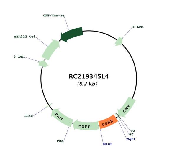 Placental lactogen (CSH2) (NM_022644) Human Tagged Lenti ORF Clone